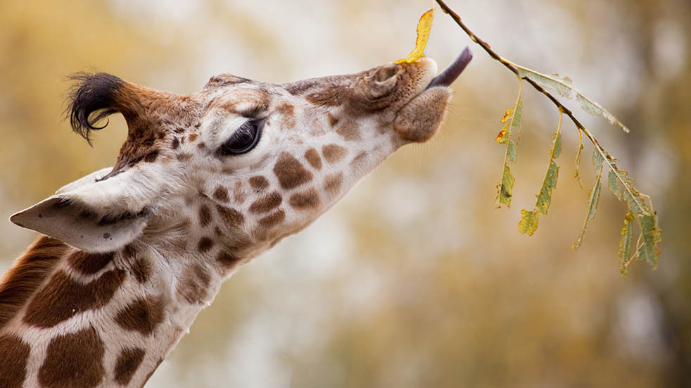25 amazing free adventures to have online; zoos